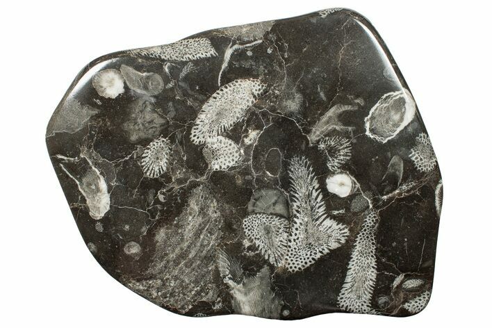 Polished Devonian Fossil Coral and Bryozoan Plate - Morocco #255618